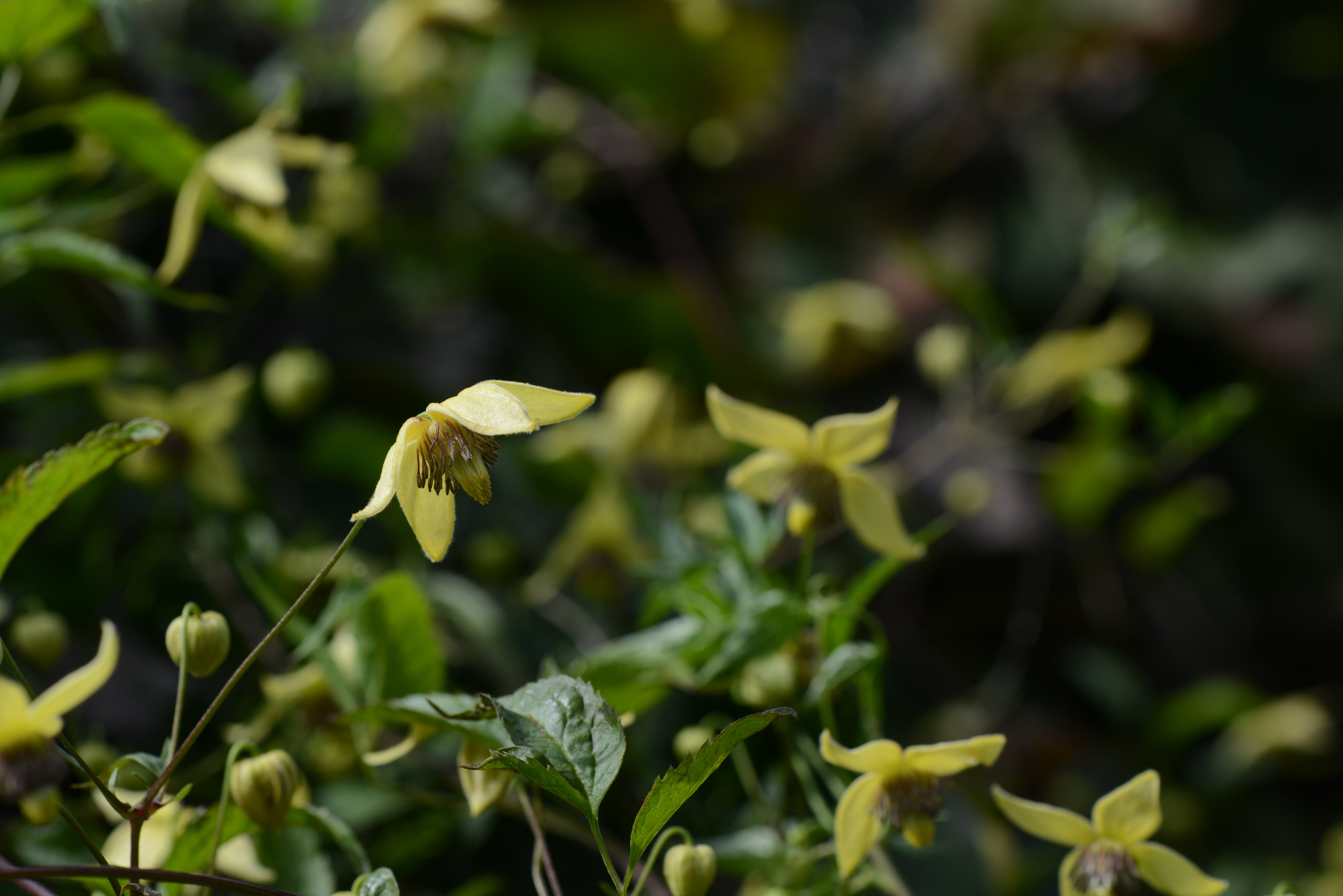 DSC_7673.JPG