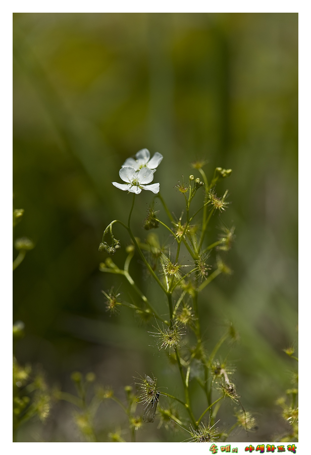 DSC_3806-1.jpg