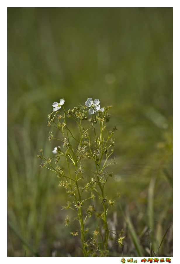 DSC_3756-1.jpg