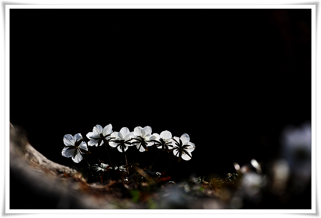DSC_0107-1.jpg