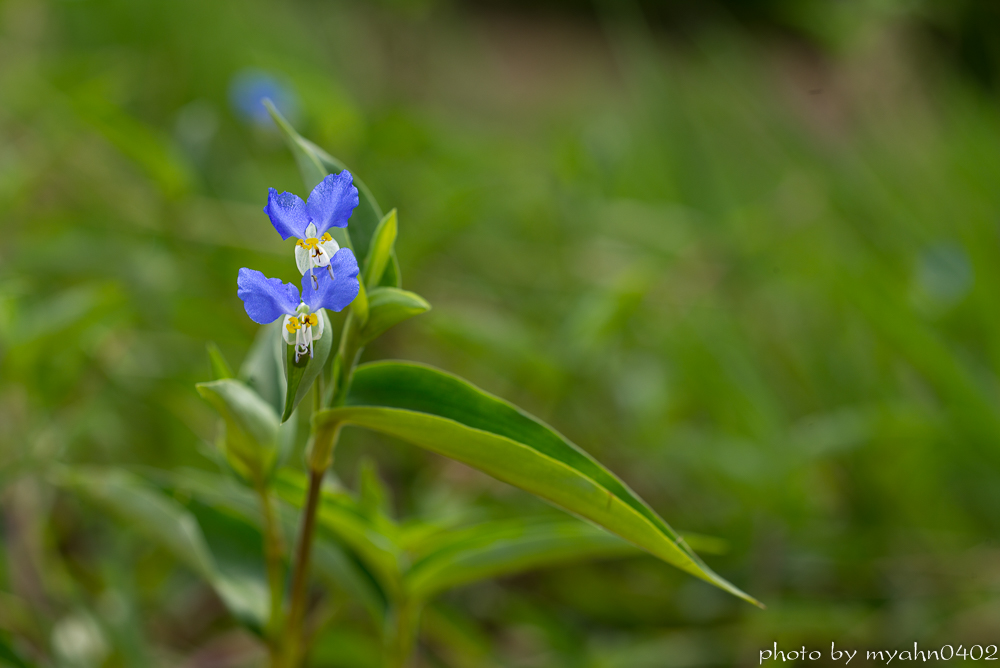 L1004305.jpg