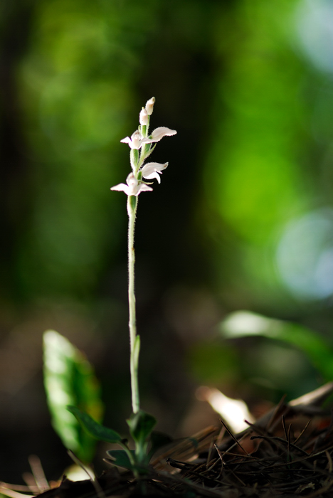 DSC_9716-1.jpg