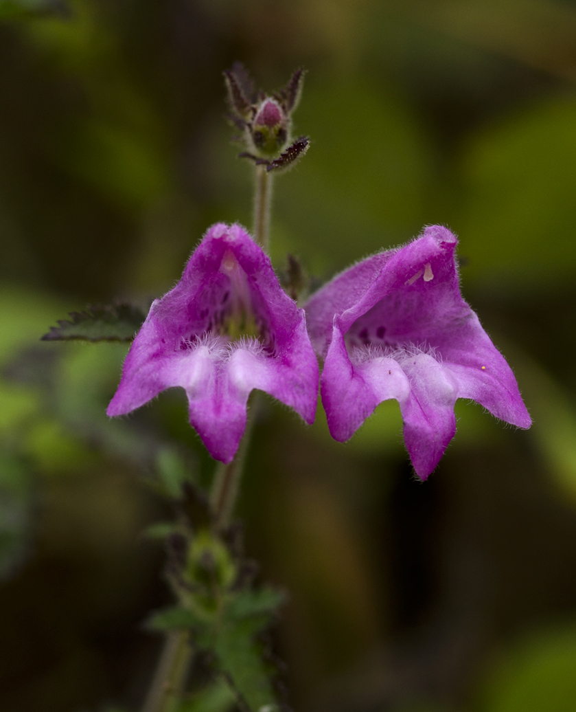 DSC_0543-2.jpg