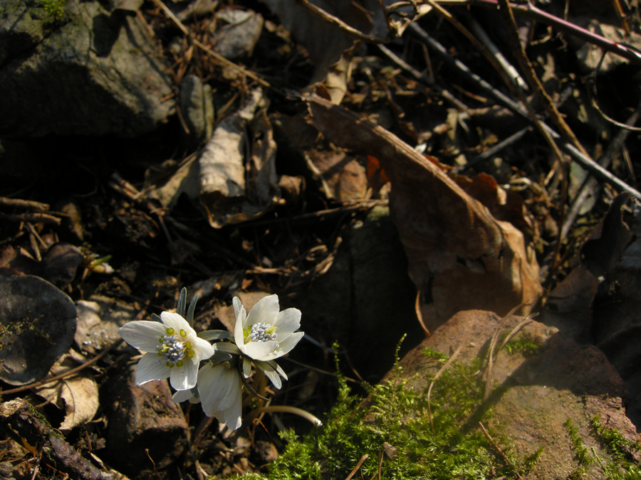 DSCN8248.jpg