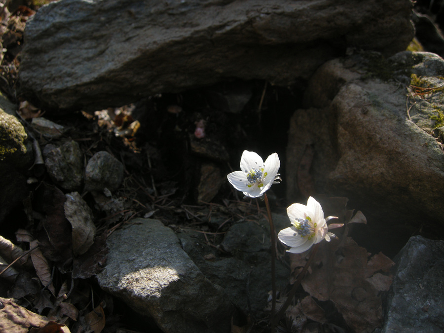 DSCN8275.jpg