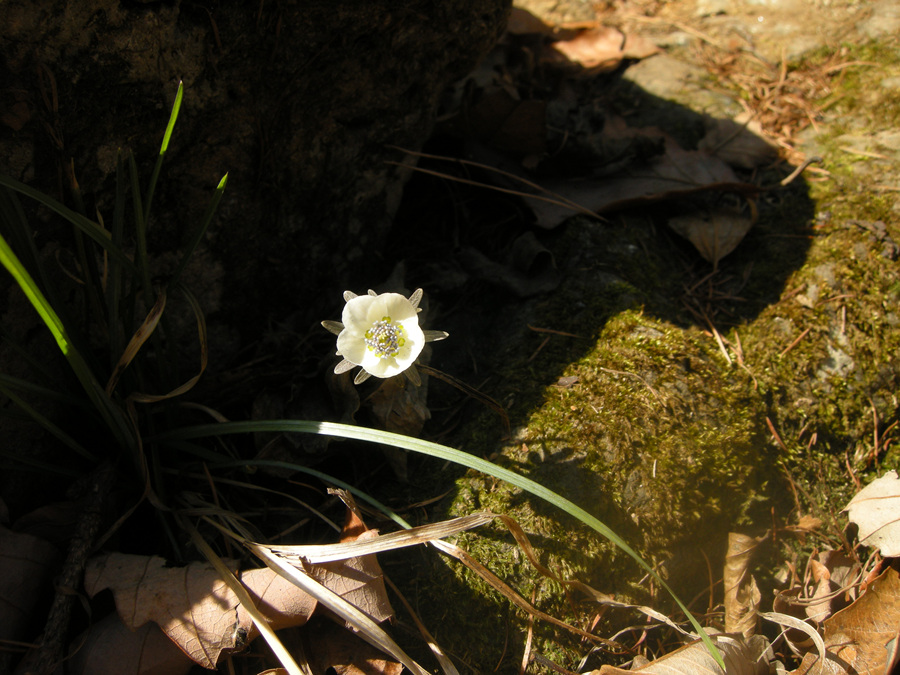 DSCN8218.jpg