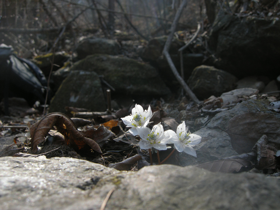 DSCN8236.jpg