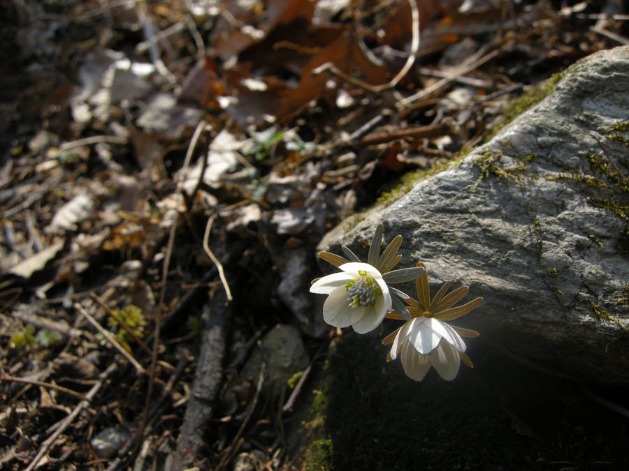 DSCN8189.jpg