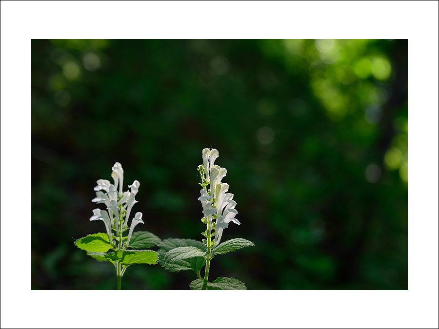 DSC_0631.jpg