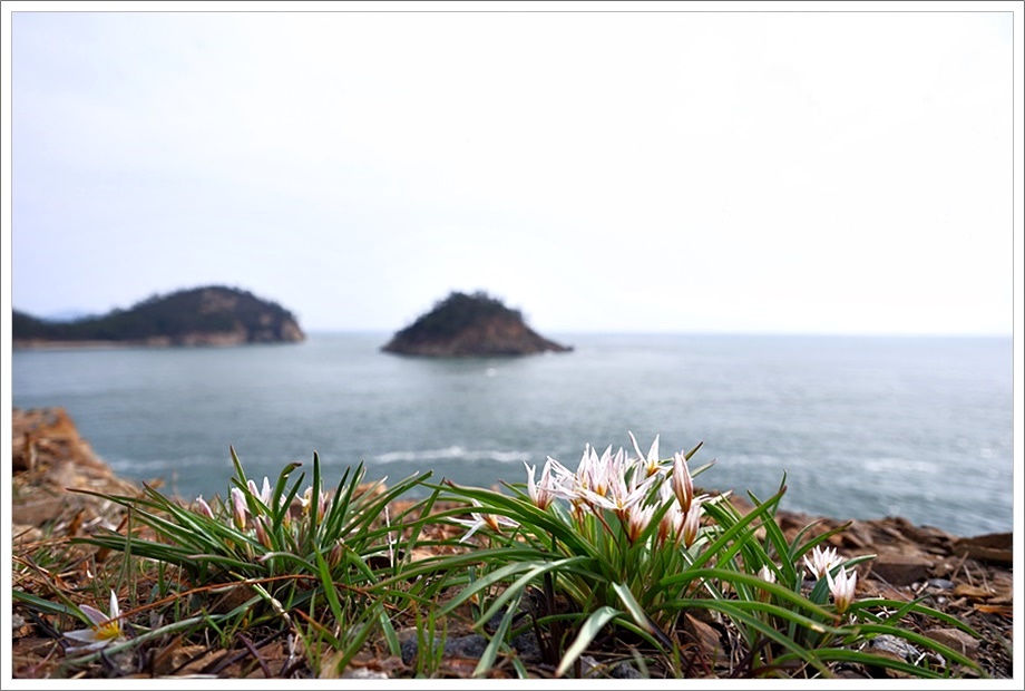 산자고51.JPG
