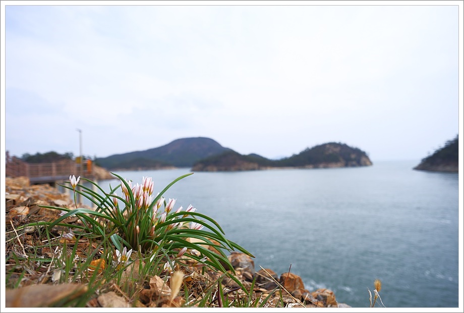 산자고49.JPG