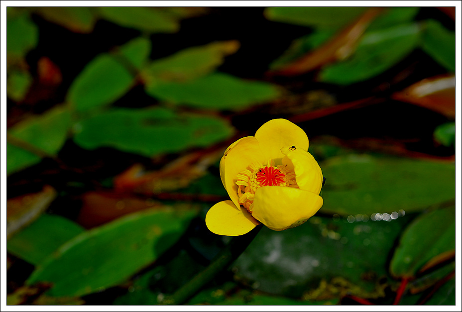 DSC_532520110608_9979.jpg