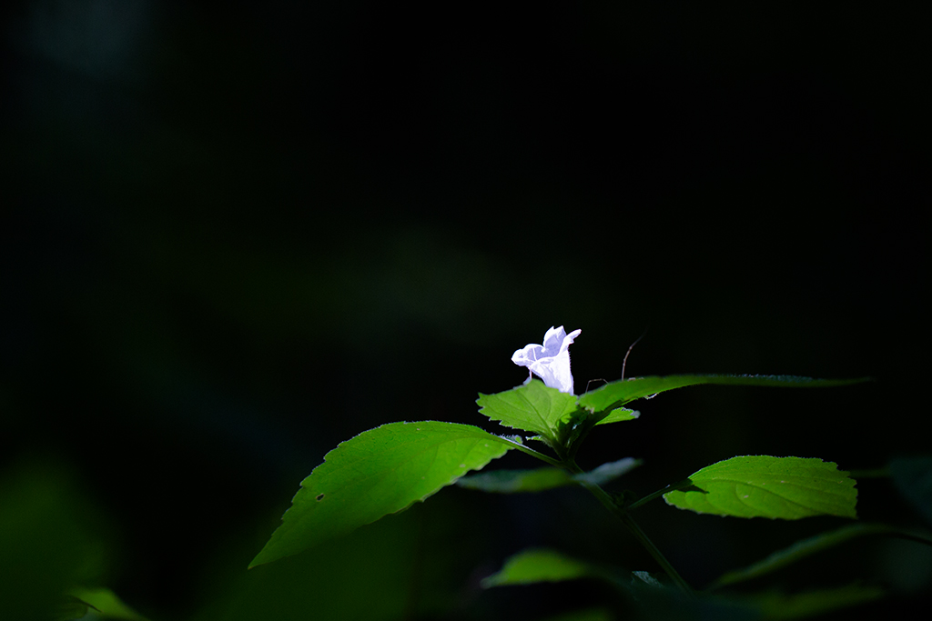 방울꽃_3811.jpg
