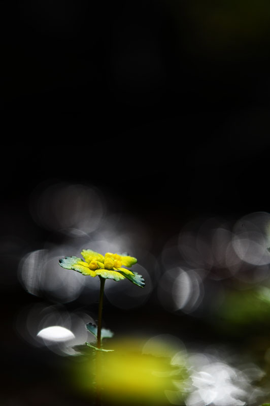 DSC_5996-1.jpg