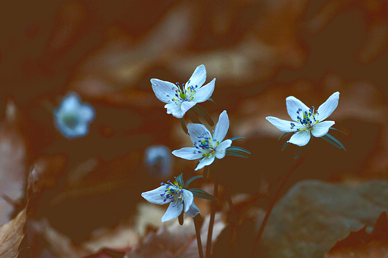 변산바람꽃3.jpg