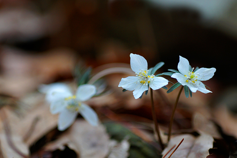 변산바람꽃.jpg