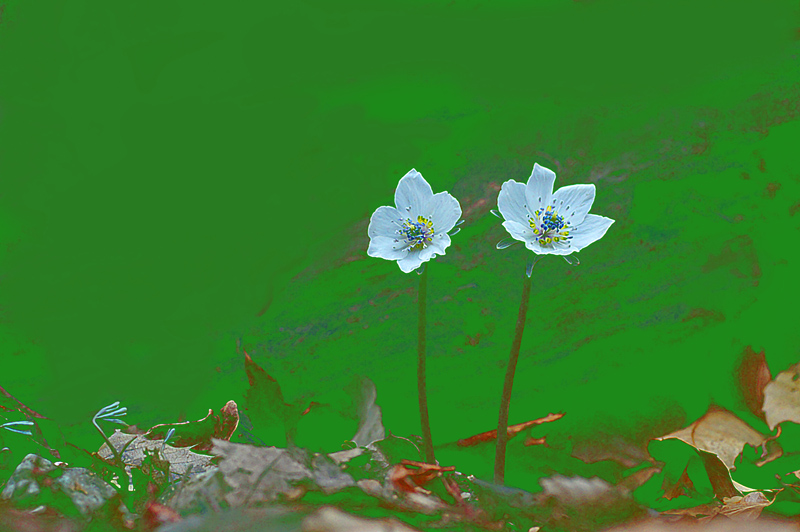 변산바람꽃2.jpg