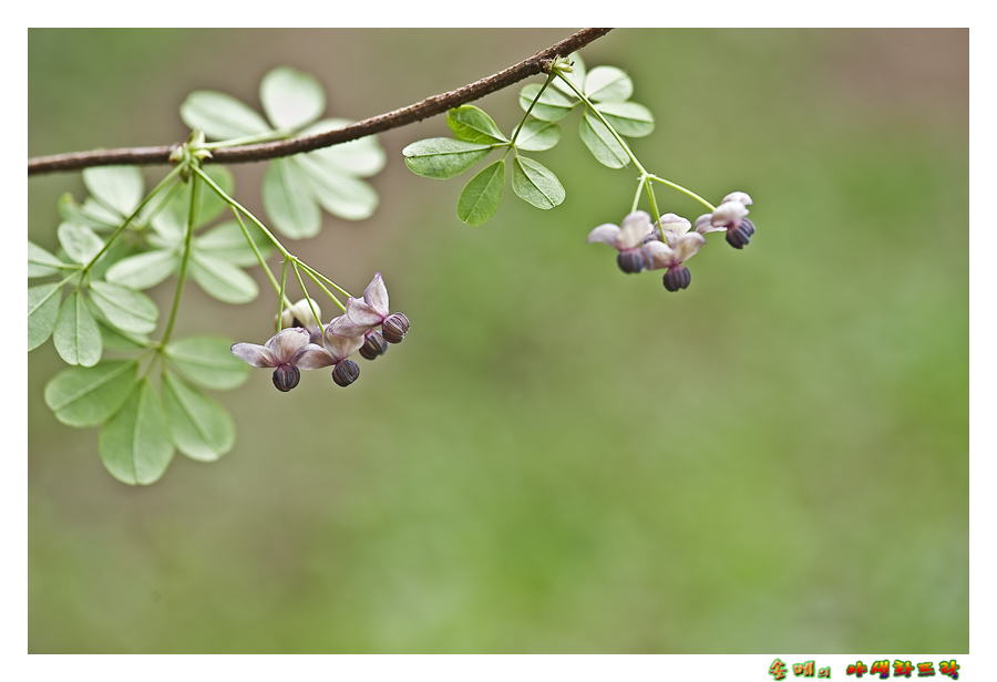 DSC_2551-1.jpg