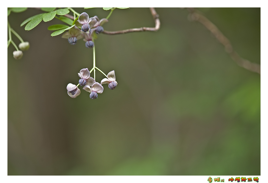 DSC_2549-1.jpg