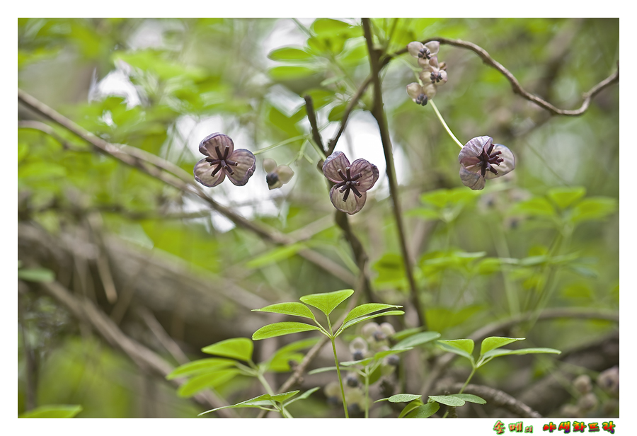 DSC_2545-1.jpg