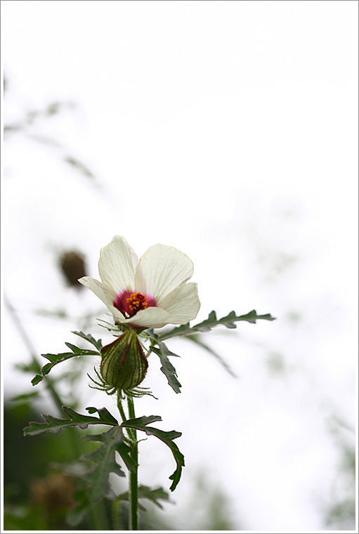수박풀.jpg