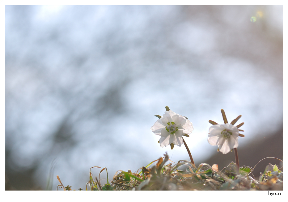 변산바람꽃_0160.jpg