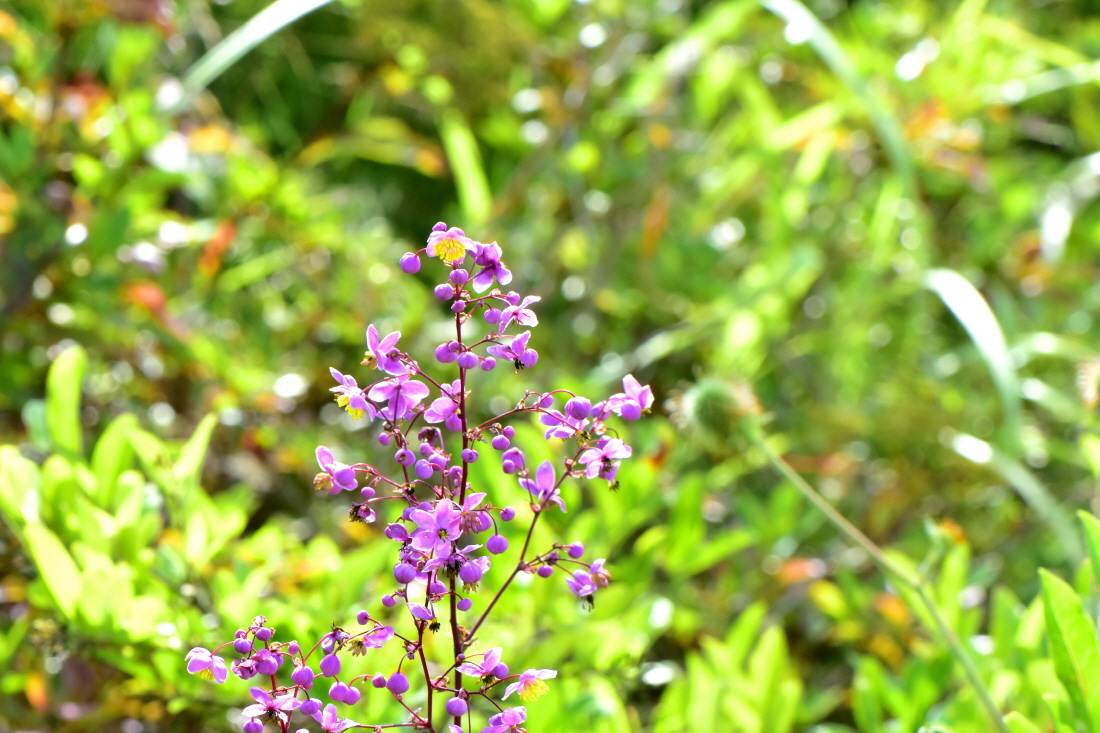 DSC_7592.JPG