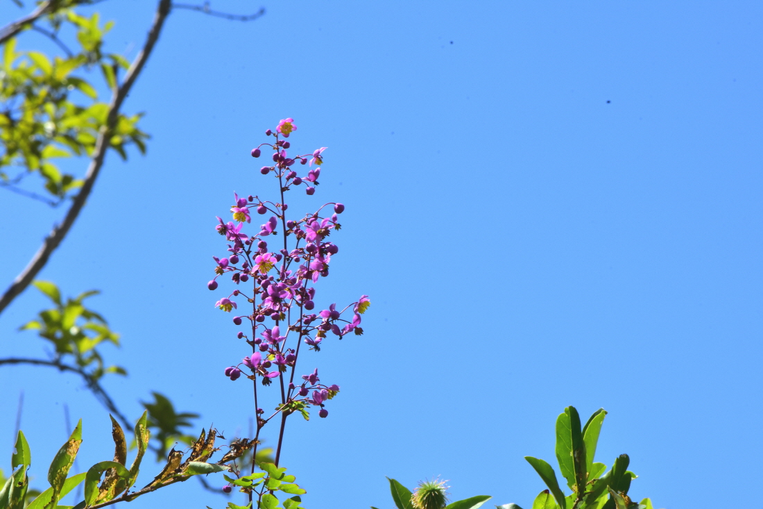 DSC_7452.JPG