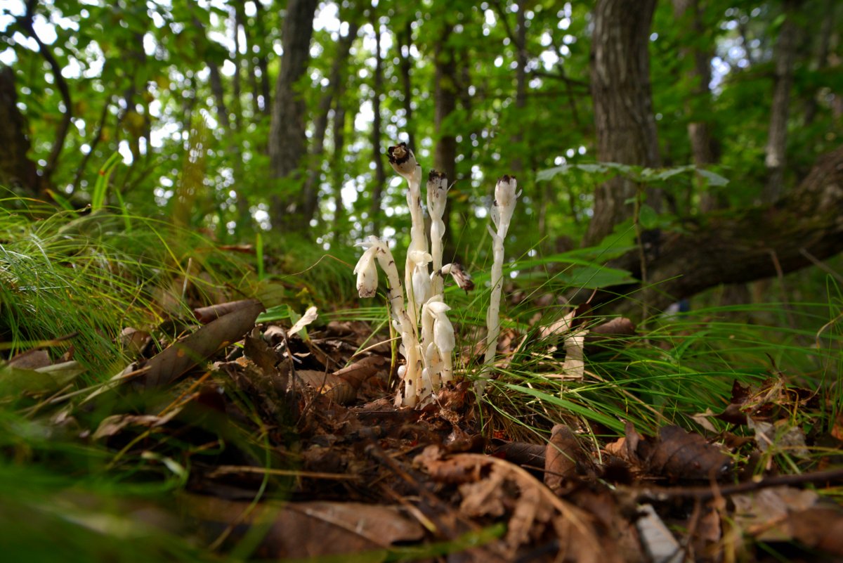 DSC_7512.JPG