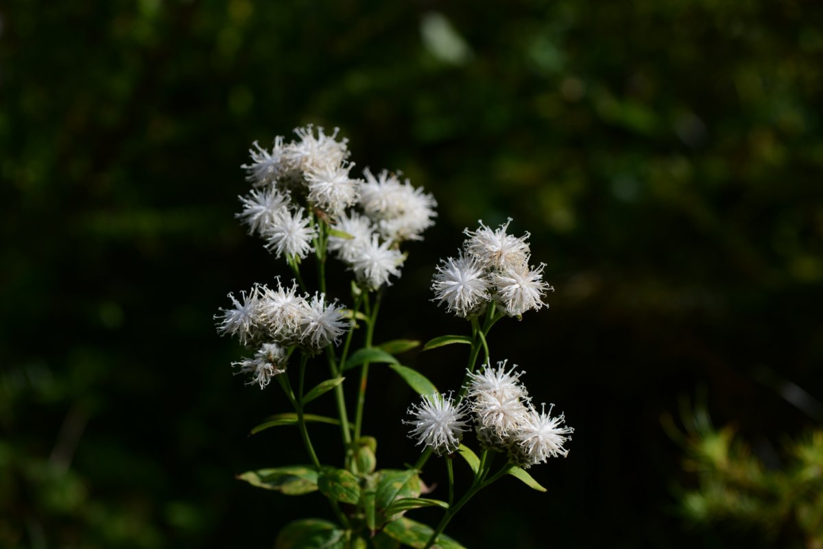 DSC_8090.JPG