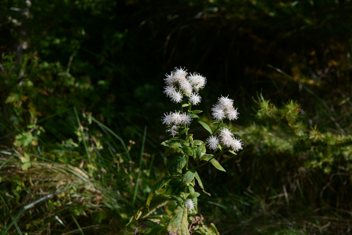 DSC_8094.JPG