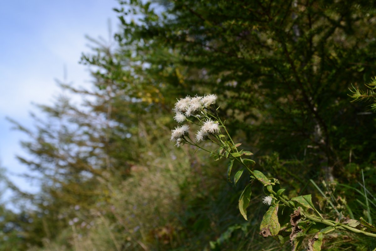 DSC_8099.JPG