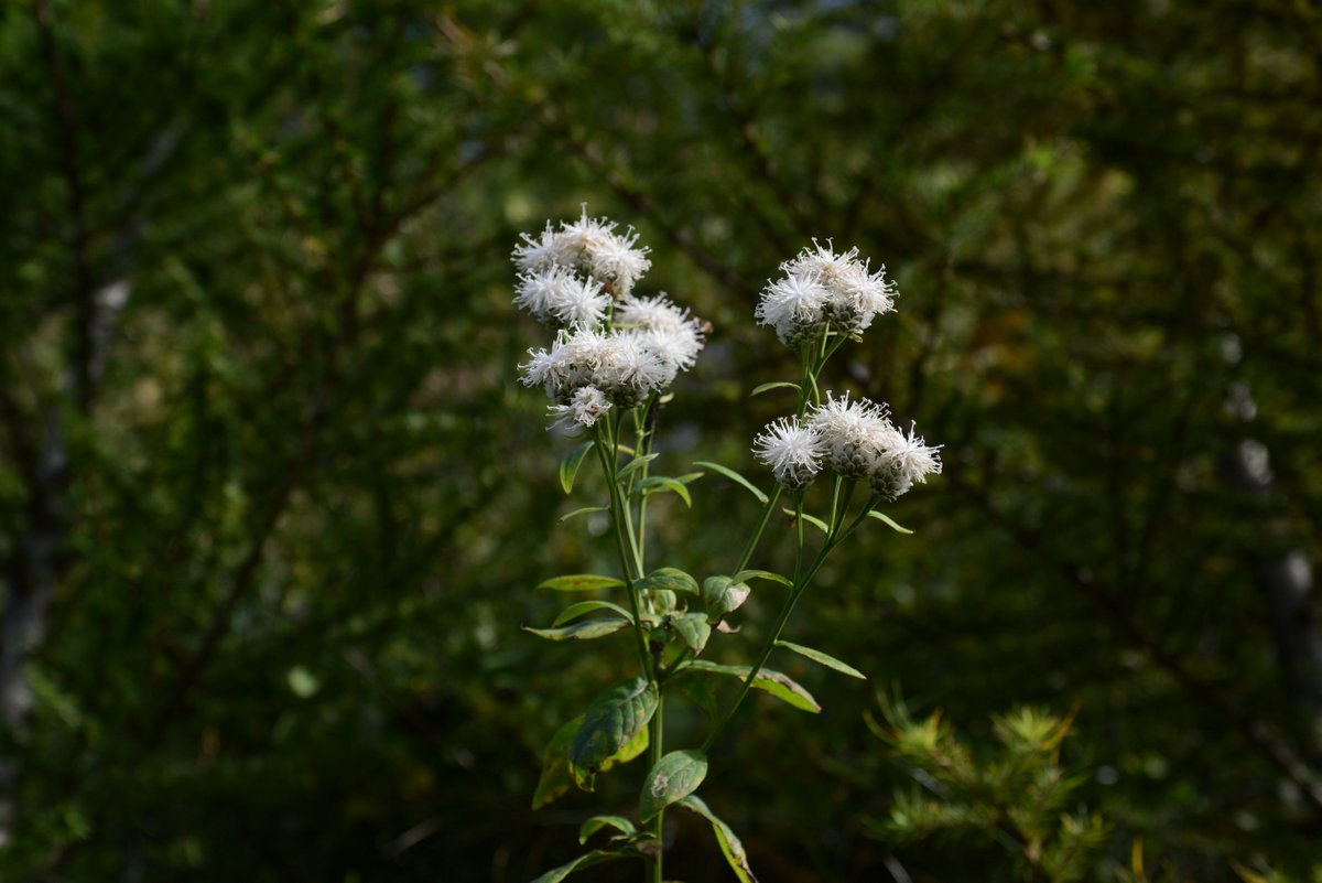 DSC_8100-001.JPG