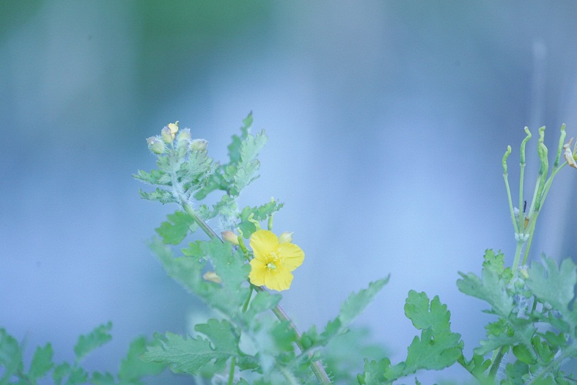 HB1F0734.JPG