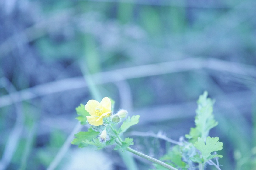 HB1F0728.JPG