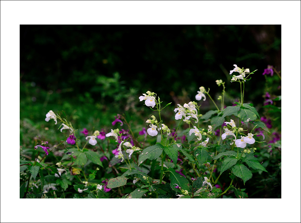 DSC_7054.jpg