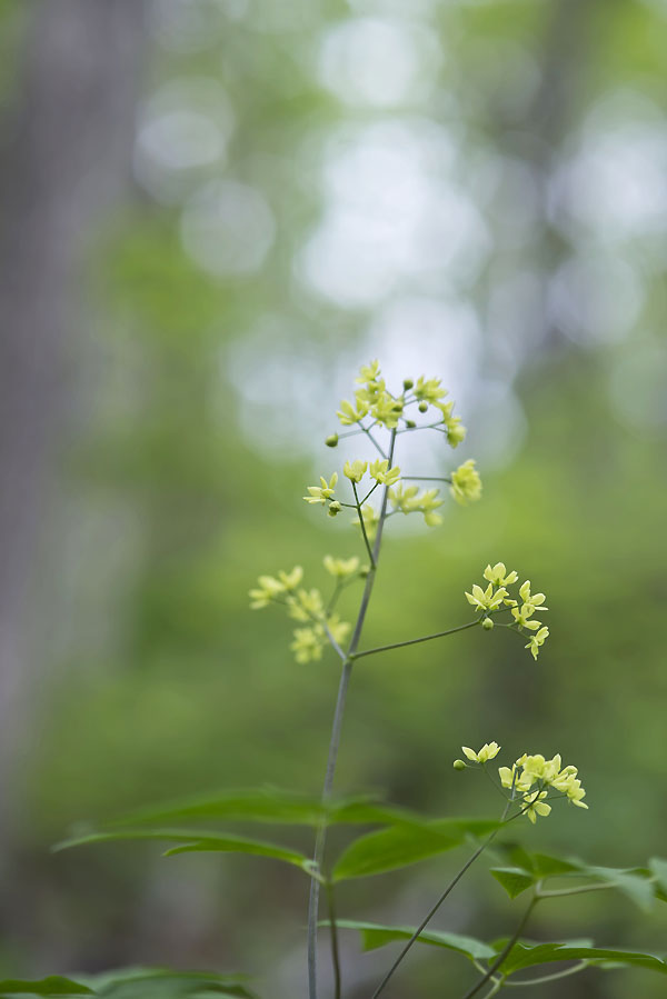 20130526_0224a-1.jpg
