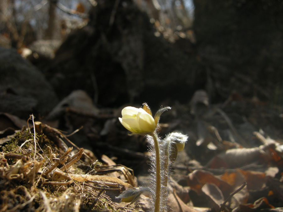 DSCN8356.jpg