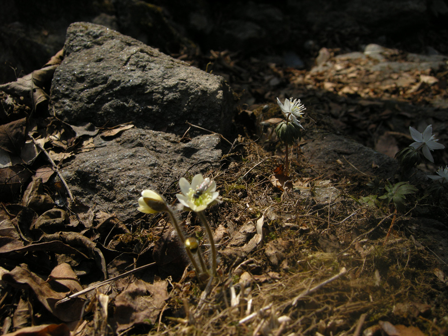 DSCN8517.jpg