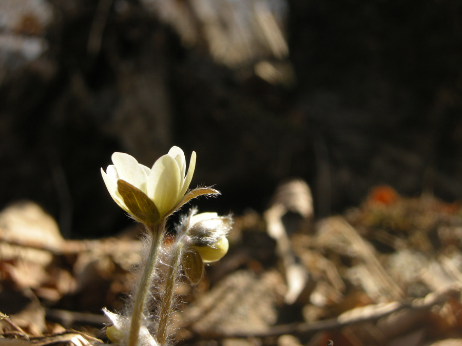 DSCN8355.jpg