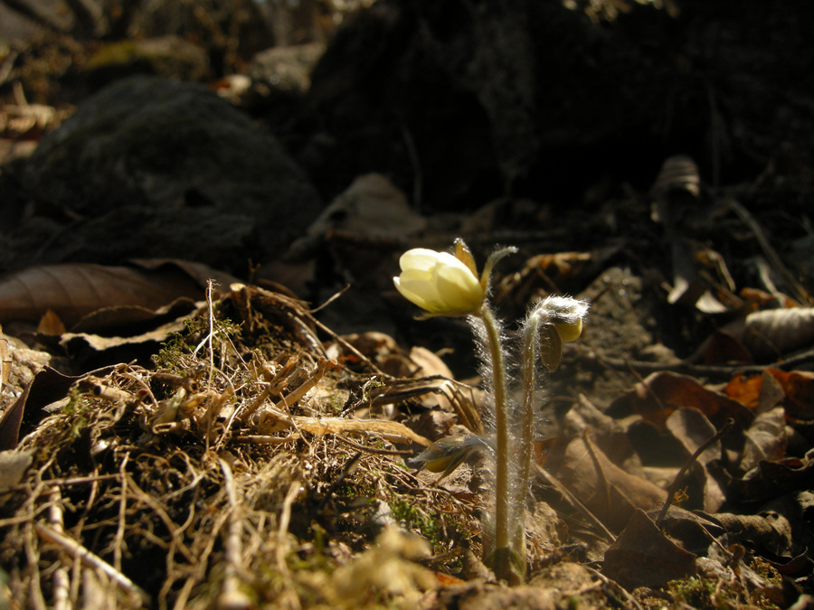 DSCN8483.jpg