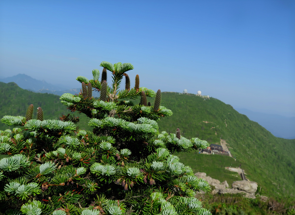 구상나무IMG_4091.jpg