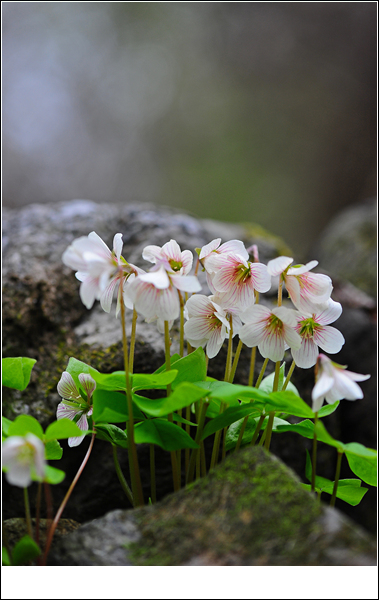 DSC_2687-1.jpg