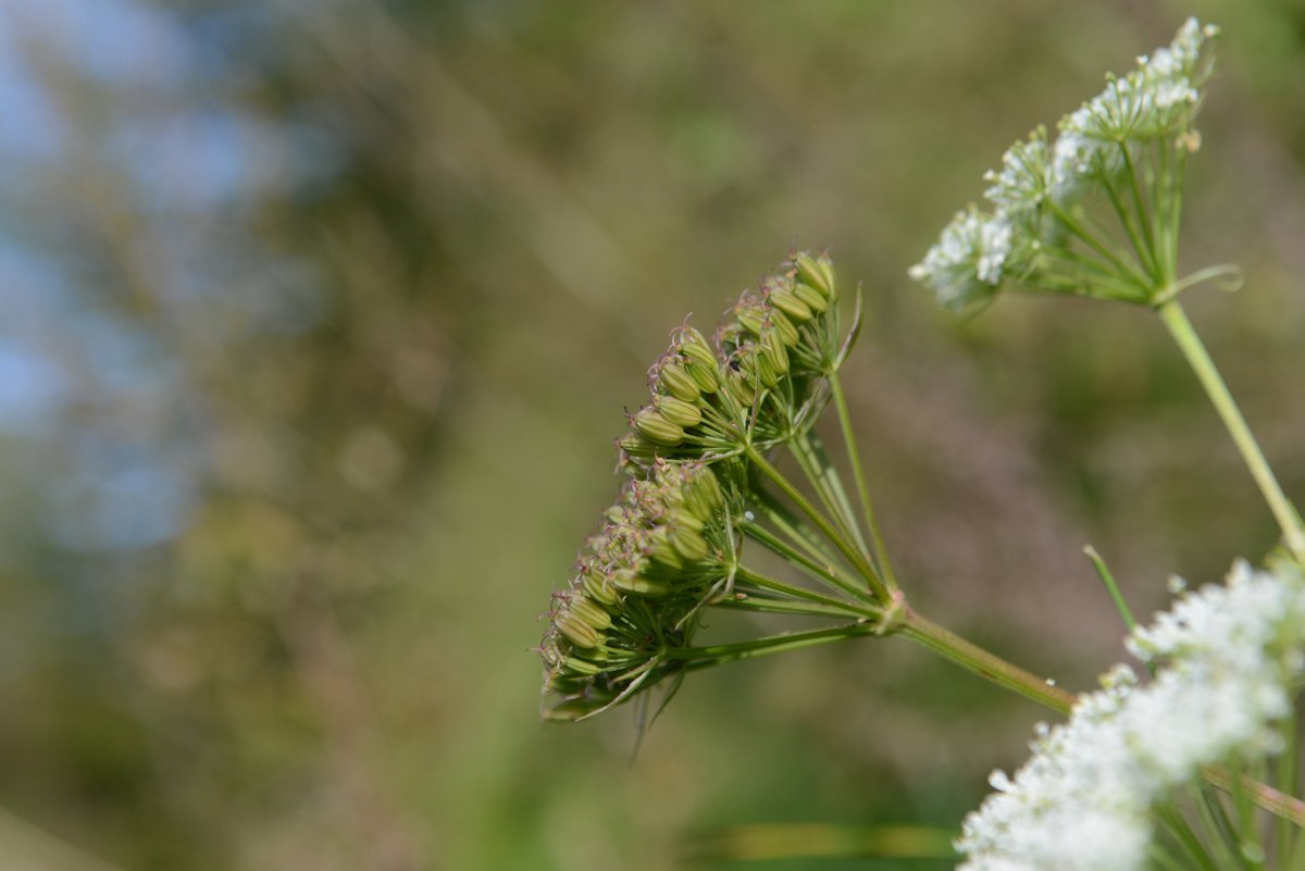 DSC_8110-001.JPG