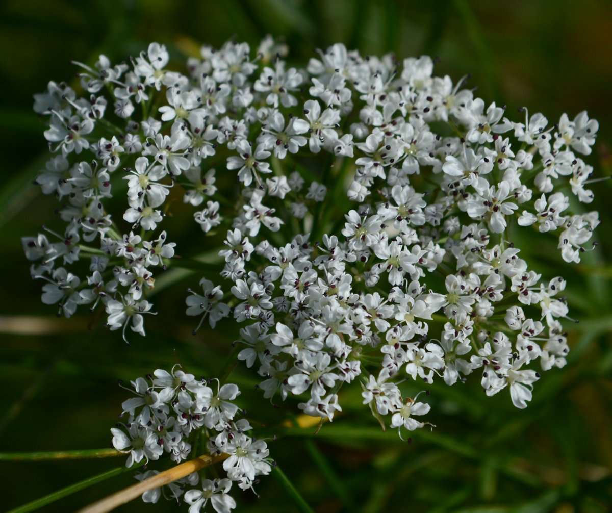 DSC_8105.JPG