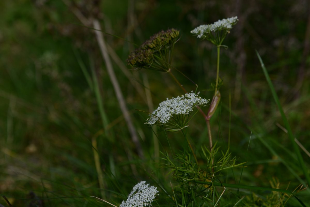 DSC_8104.JPG