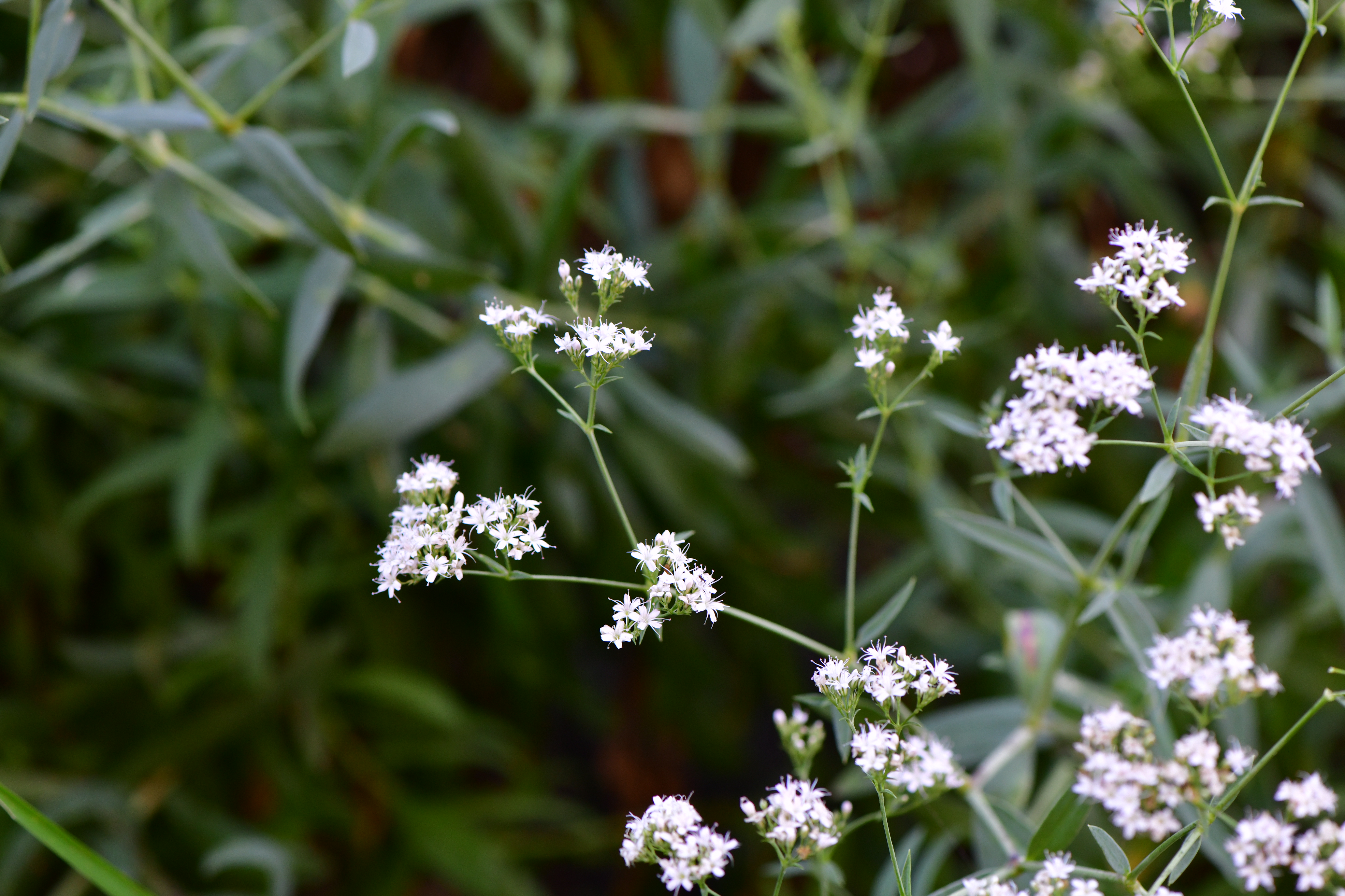 DSC_5045.JPG