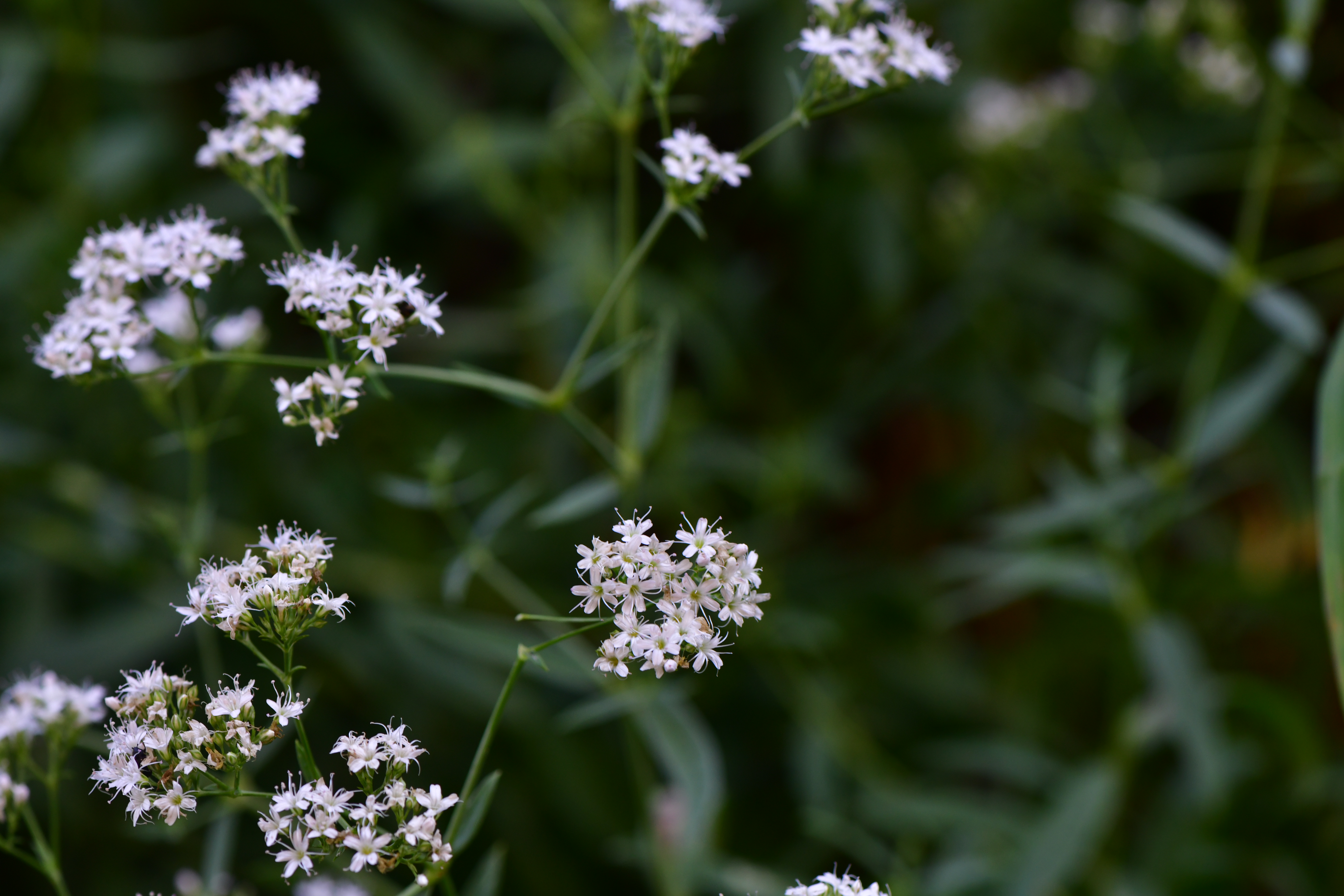 DSC_5050.JPG