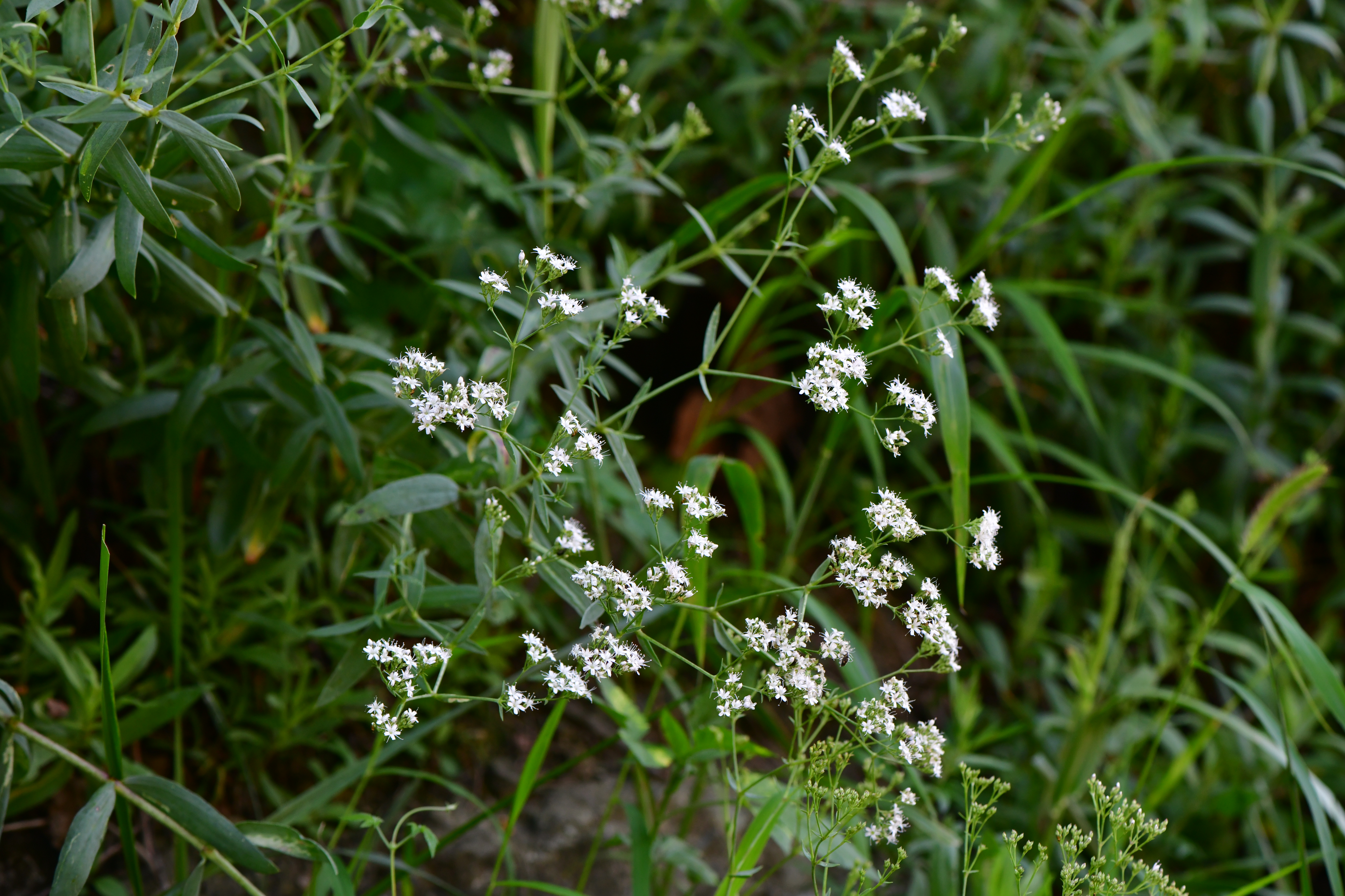 DSC_5054.JPG