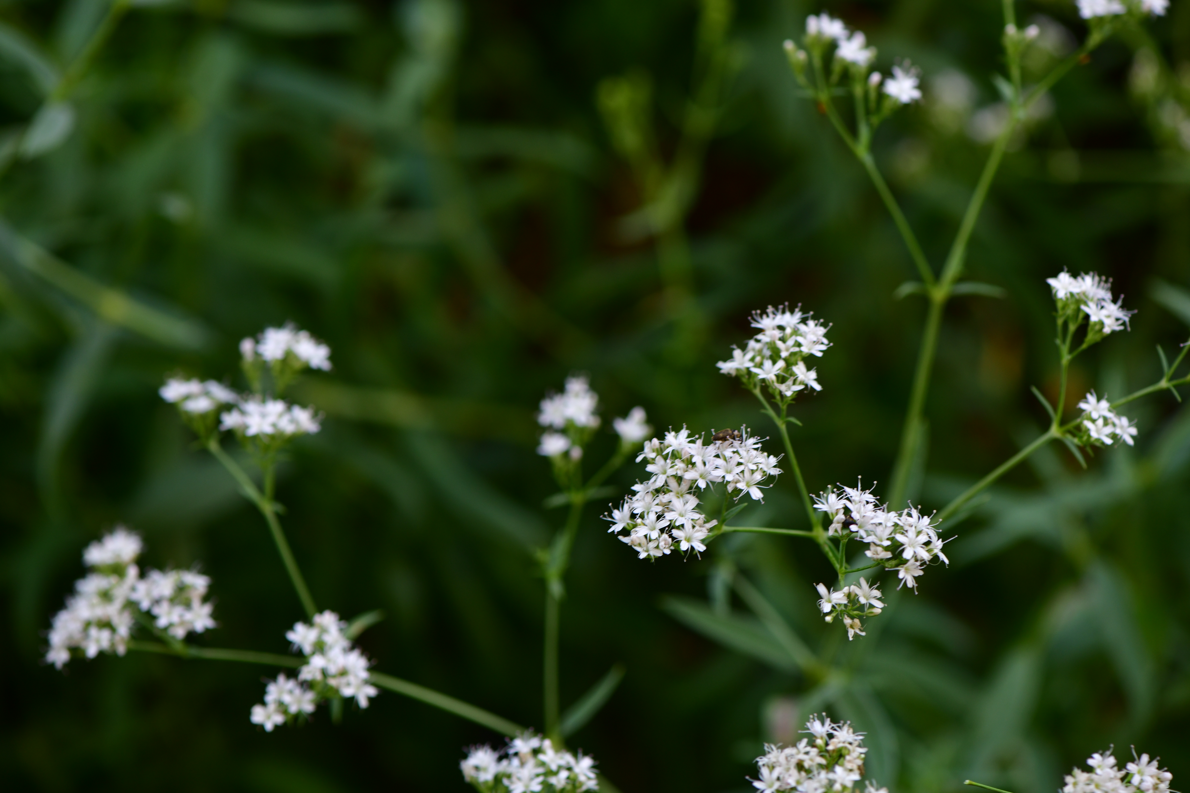 DSC_4933.JPG